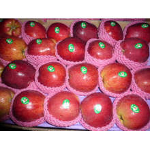 Chinese Fresh Red Delicious Apple with Carton Packing